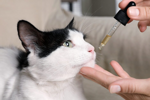 Чи безпечний медичний канабіс для котів? Все про CBD олію для тварин, блог Канаптека