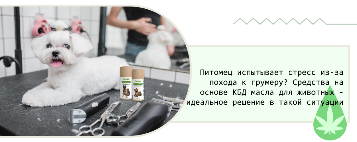 масло cbd купить