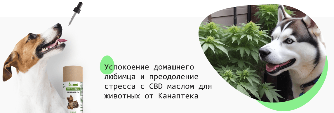 CBD масло для животных